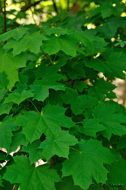 Name:  Leaves 2.jpg
Views: 352
Size:  287.0 KB