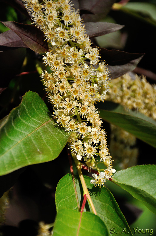 Name:  Flowers 1.jpg
Views: 341
Size:  239.4 KB