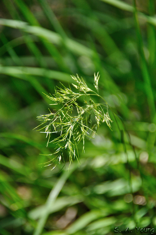 Name:  Grass 1.jpg
Views: 174
Size:  242.7 KB