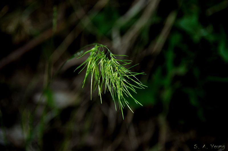 Name:  Grass 2.jpg
Views: 366
Size:  283.5 KB