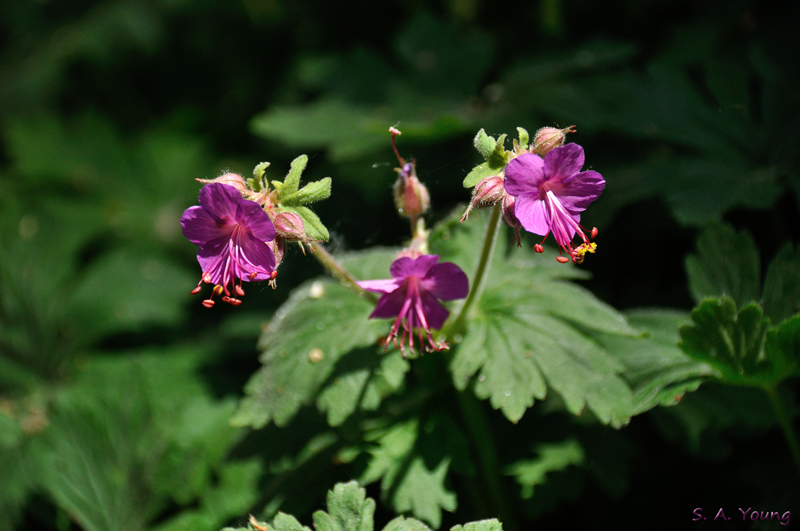 Name:  Flowers 7.jpg
Views: 332
Size:  214.4 KB