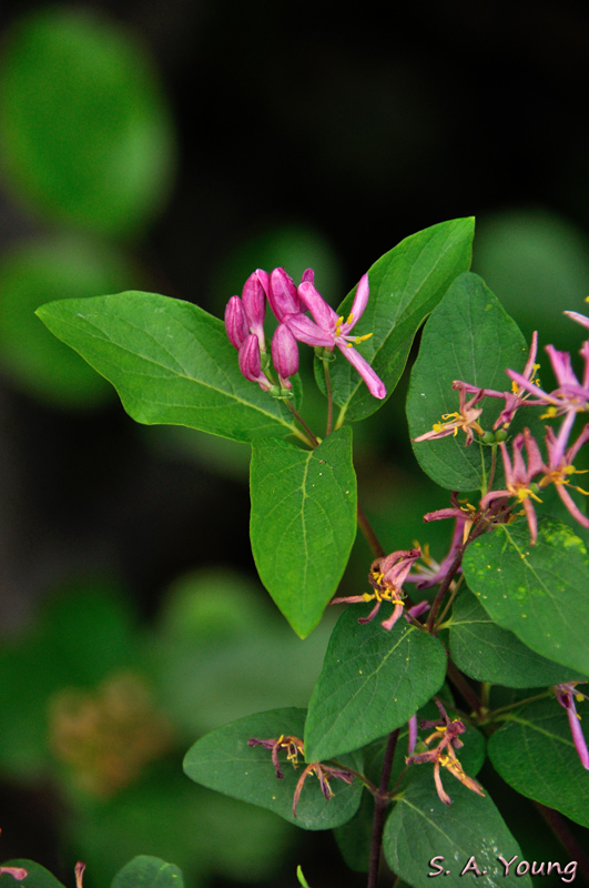 Name:  Flowers 9.jpg
Views: 325
Size:  243.3 KB