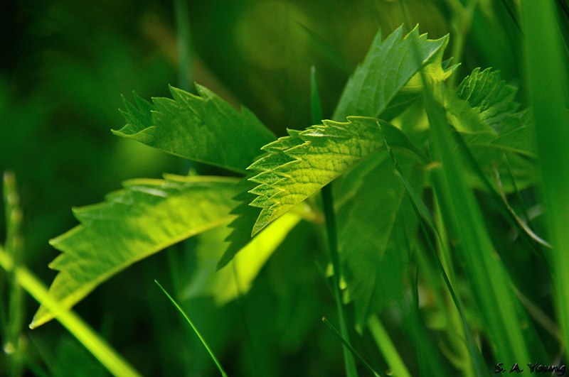 Name:  Leaf 4.jpg
Views: 384
Size:  238.7 KB