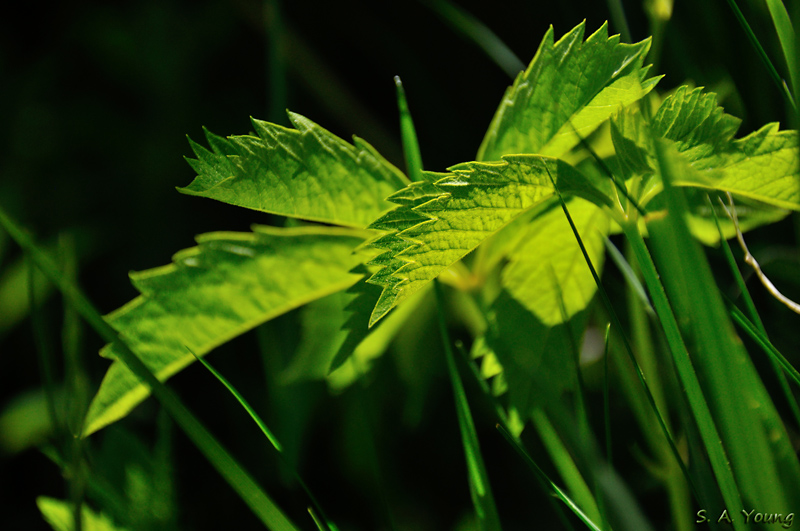 Name:  Leaf 9.jpg
Views: 383
Size:  239.5 KB