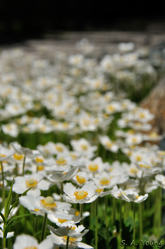 Name:  Flower 4.jpg
Views: 402
Size:  289.1 KB
