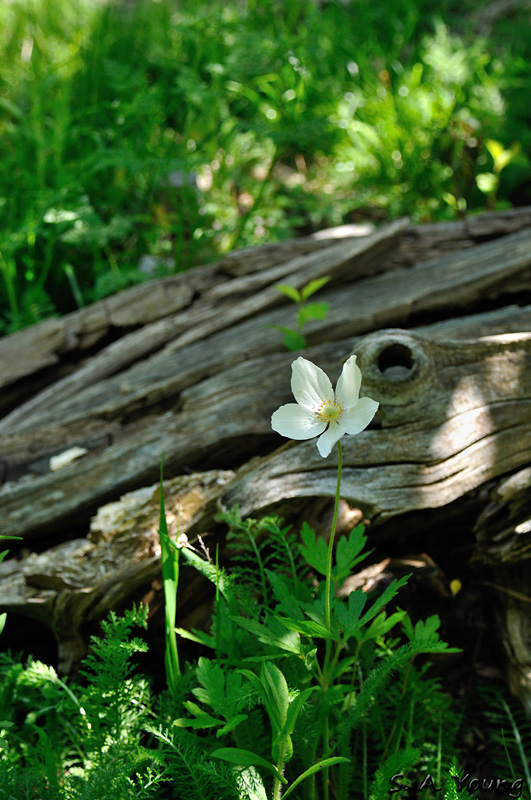 Name:  Flower 9.jpg
Views: 366
Size:  230.5 KB