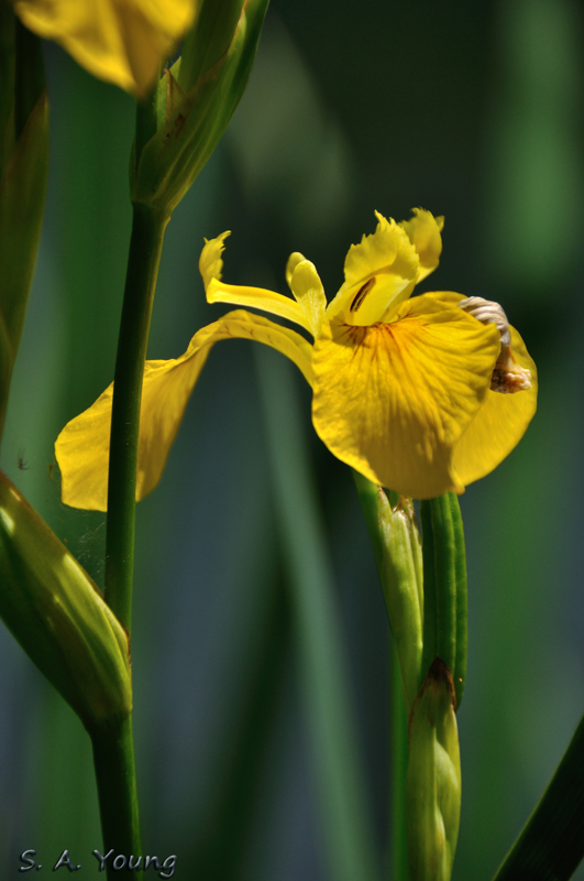 Name:  Iris 5.jpg
Views: 547
Size:  295.0 KB