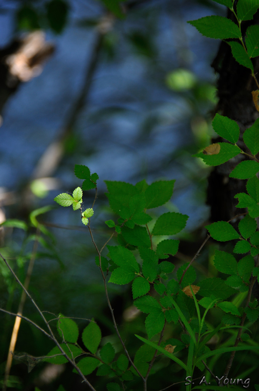 Name:  Leaf 3.jpg
Views: 403
Size:  213.2 KB