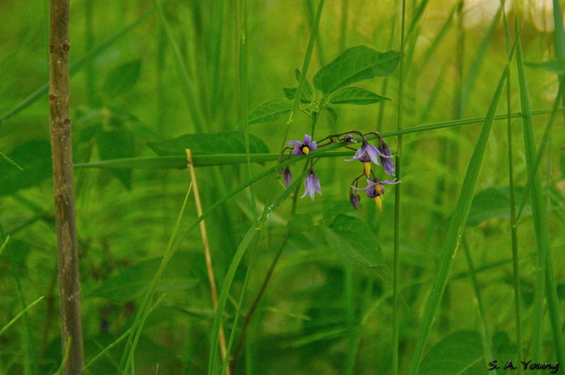 Name:  Nightshade 1a.jpg
Views: 385
Size:  282.6 KB