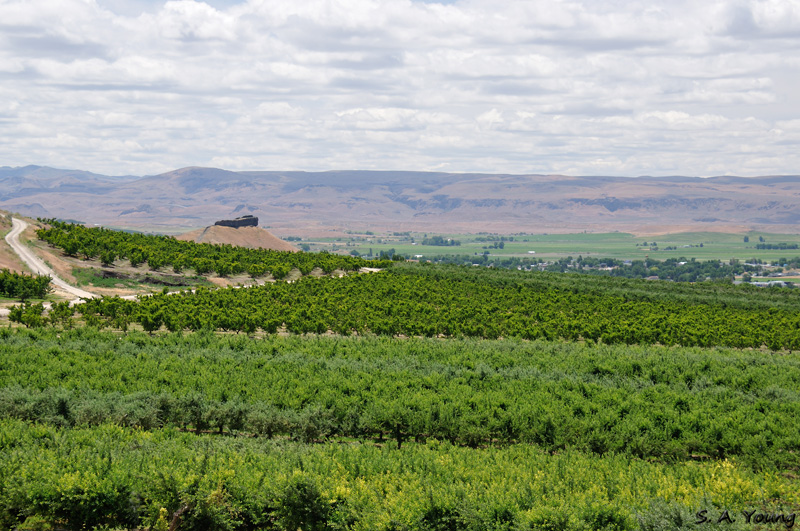Name:  Orchards 2.jpg
Views: 497
Size:  272.8 KB