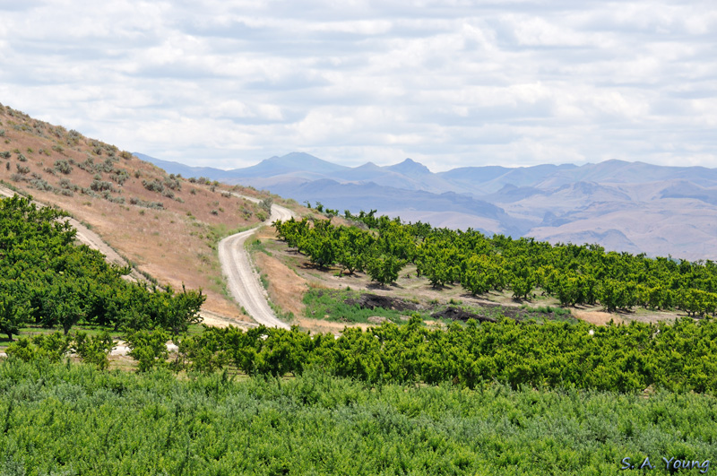 Name:  Orchards 7.jpg
Views: 468
Size:  279.5 KB