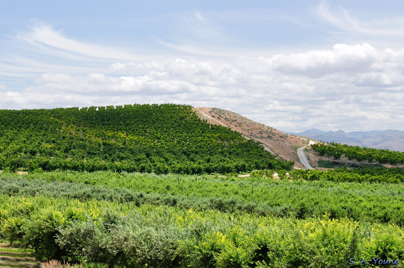 Name:  Orchards 8.jpg
Views: 496
Size:  263.3 KB