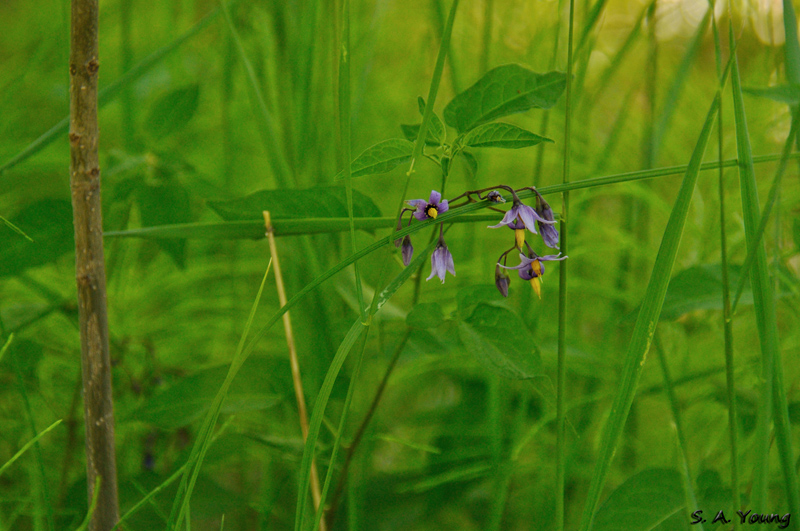 Name:  Nightshade 1aBD.jpg
Views: 324
Size:  282.8 KB