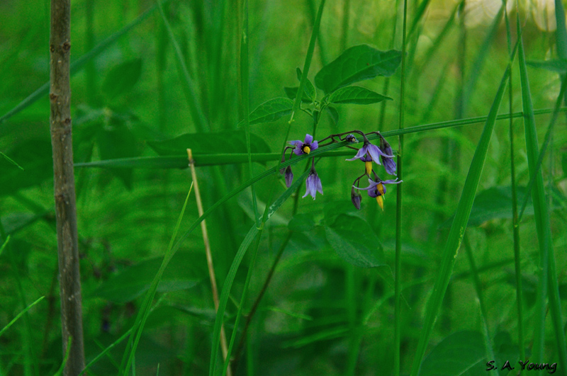 Name:  Nightshade 1BD.jpg
Views: 329
Size:  267.2 KB