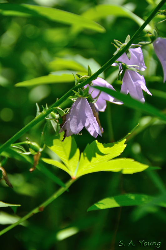 Name:  Flowers 1.jpg
Views: 377
Size:  230.1 KB