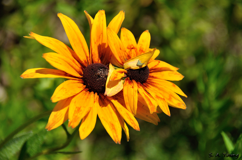 Name:  Flowers 3.jpg
Views: 381
Size:  253.3 KB