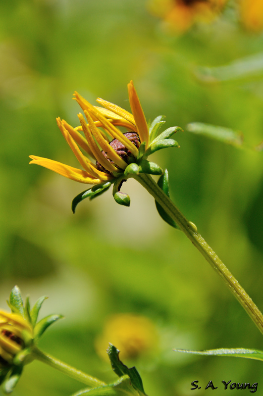 Name:  Flowers 7.jpg
Views: 371
Size:  200.8 KB