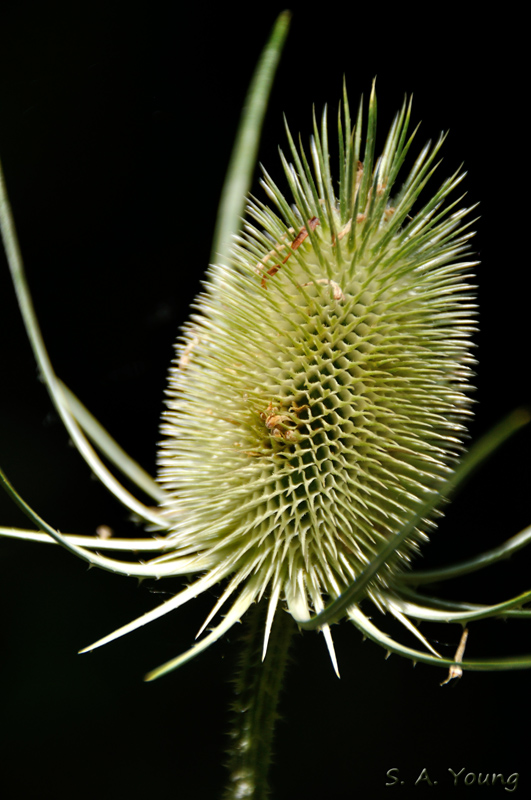 Name:  Teasel 2.jpg
Views: 219
Size:  225.4 KB