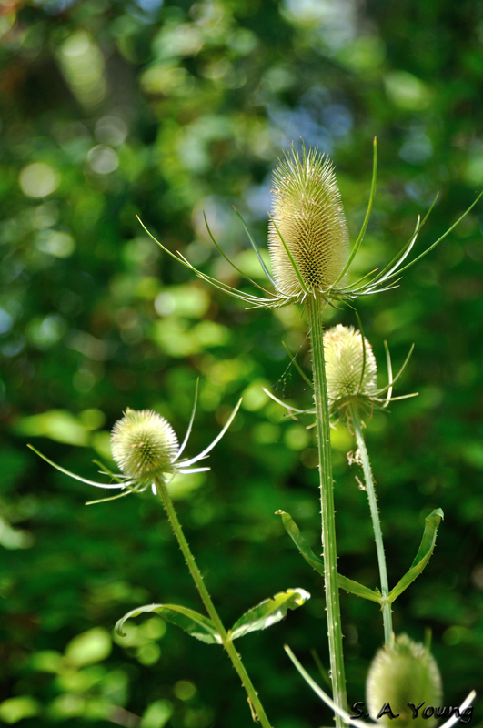 Name:  Teasel 3.jpg
Views: 220
Size:  252.4 KB