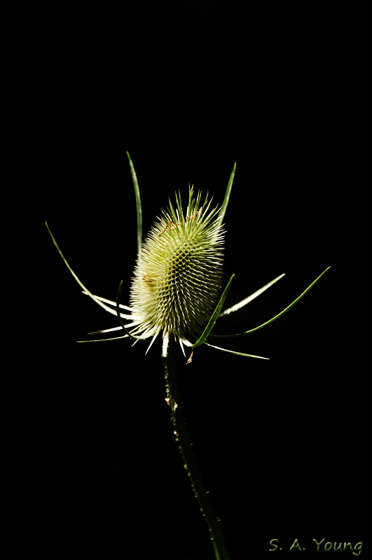 Name:  Teasel 4.jpg
Views: 220
Size:  138.9 KB