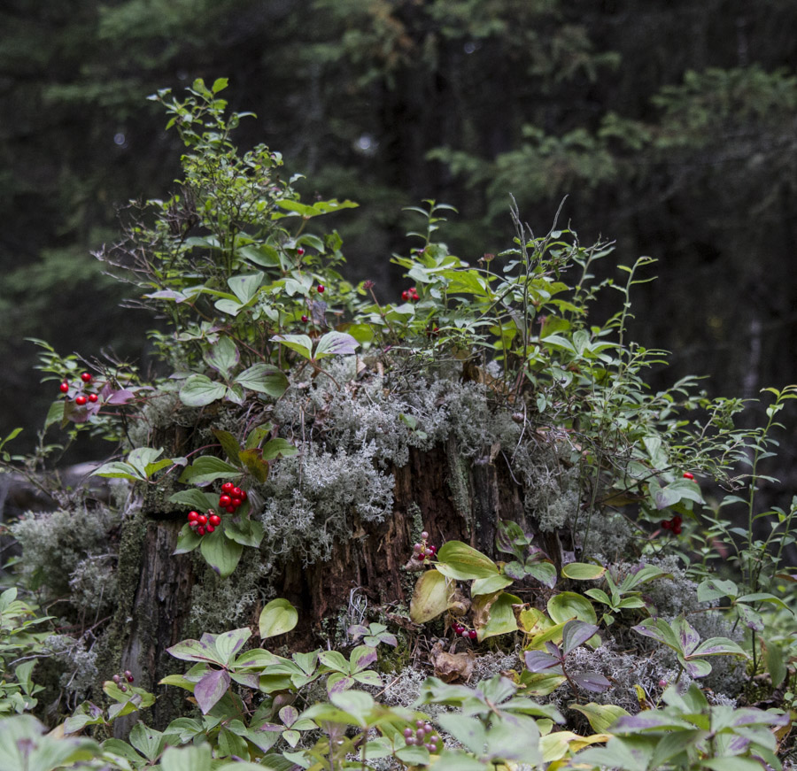 Name:  fall colour 4.jpg
Views: 367
Size:  288.5 KB