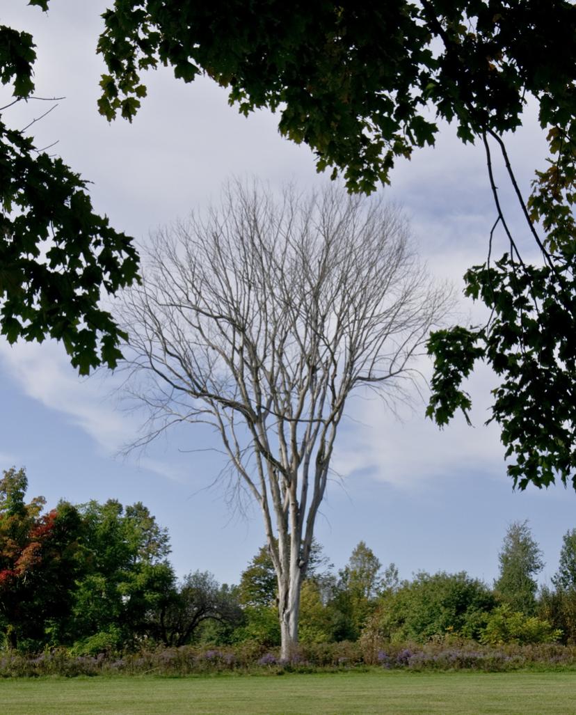 Name:  Tree,Homewood, 25 Sep 2014 .jpg
Views: 210
Size:  149.2 KB