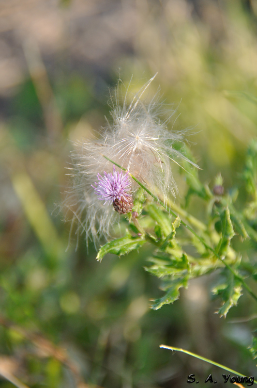 Name:  Thistle 1.jpg
Views: 295
Size:  209.1 KB