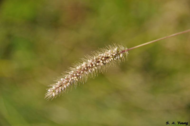 Name:  Grass 1.jpg
Views: 345
Size:  250.6 KB