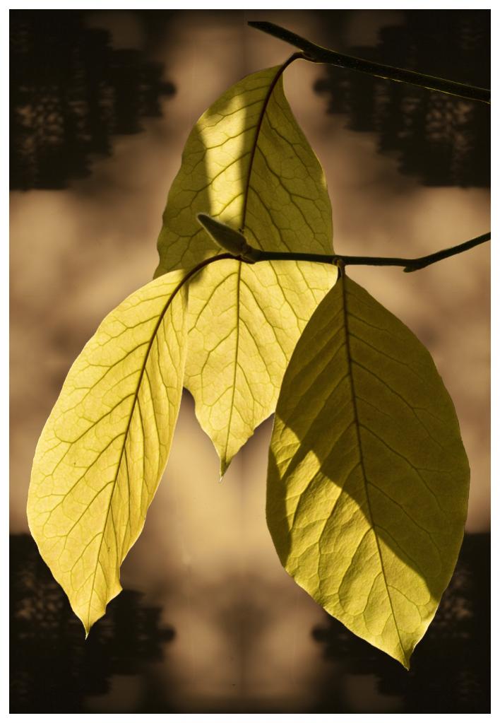 Name:  Magnolia Leaves, 2014  .jpg
Views: 705
Size:  71.5 KB