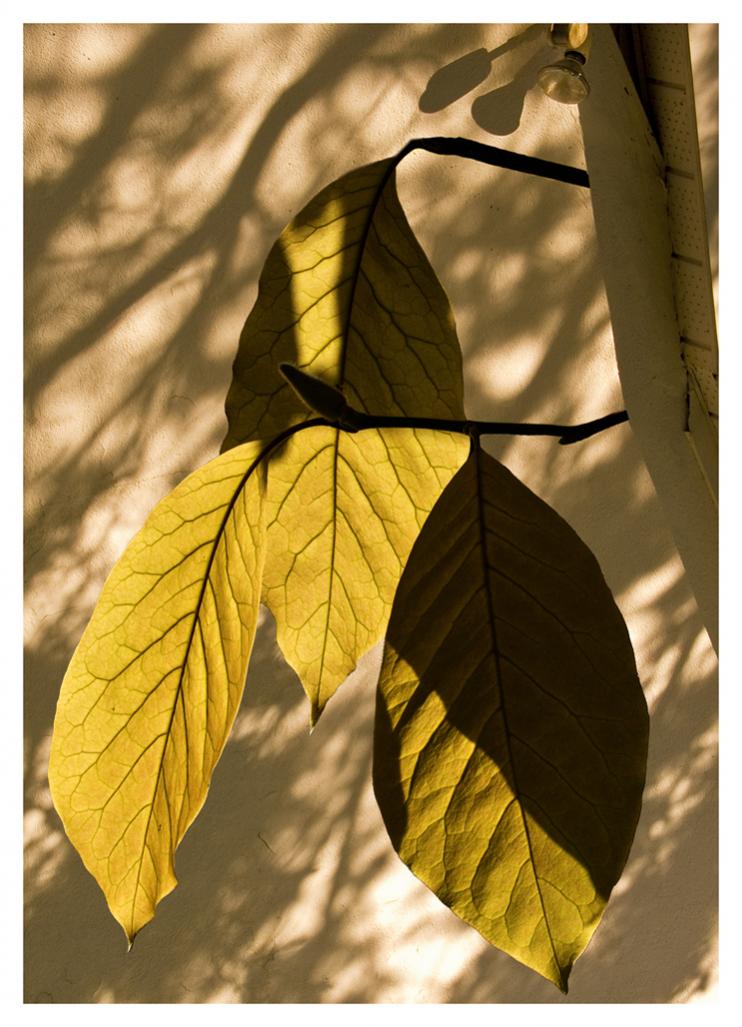 Name:  Magnolia Leaves, 2014   (2).jpg
Views: 277
Size:  97.8 KB