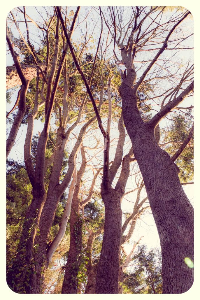 Name:  beachtrees.jpg
Views: 462
Size:  194.2 KB