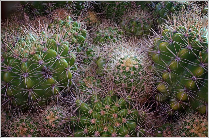 Name:  Cactus 4.jpg
Views: 375
Size:  143.8 KB