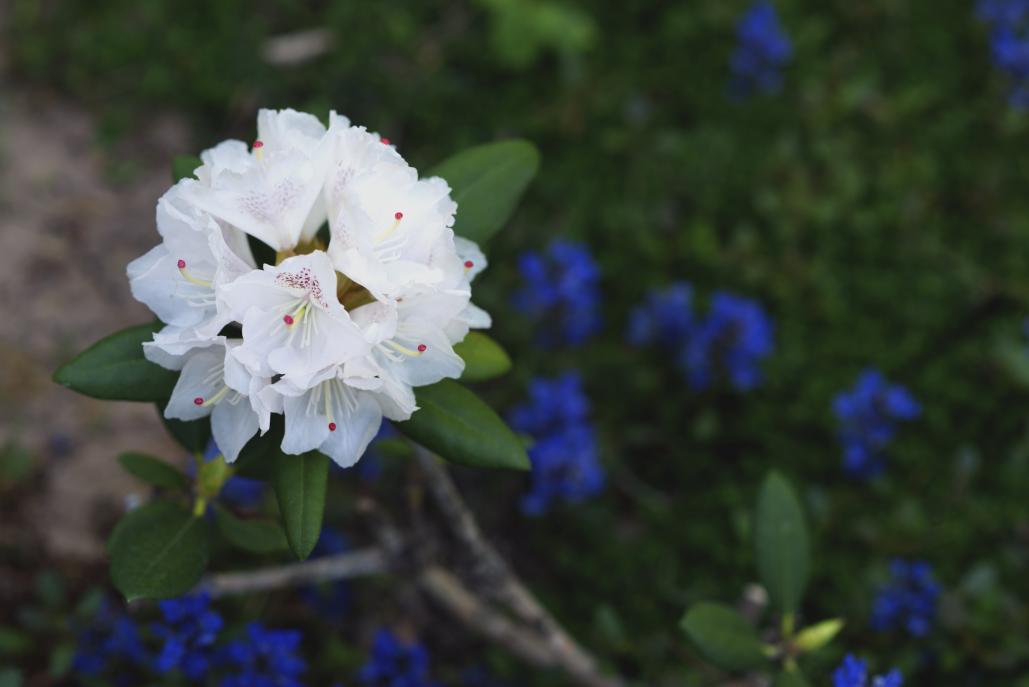 Name:  rhodo with pp.jpg
Views: 348
Size:  44.7 KB