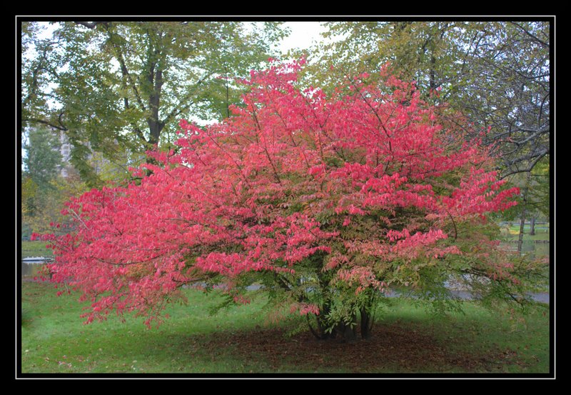 Name:  IMG_5013.CR2.jpg
Views: 409
Size:  149.4 KB