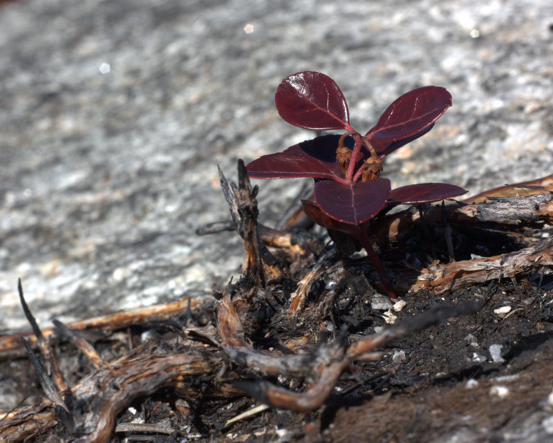 Name:  IMG_6412.jpg
Views: 471
Size:  137.0 KB