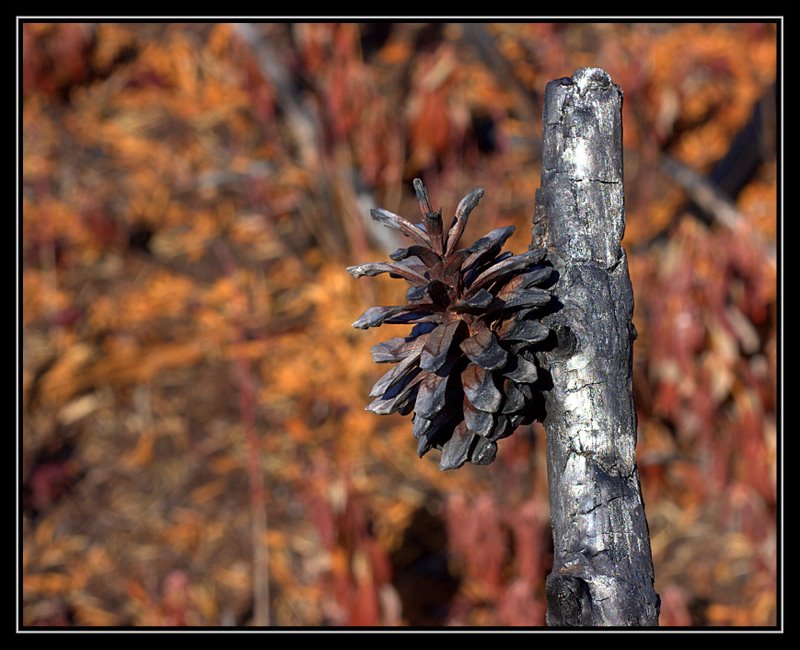 Name:  IMG_6409.CR2.jpg
Views: 485
Size:  104.8 KB