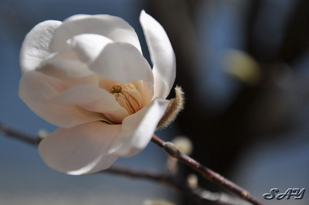 Name:  Flower 5.jpg
Views: 735
Size:  122.2 KB