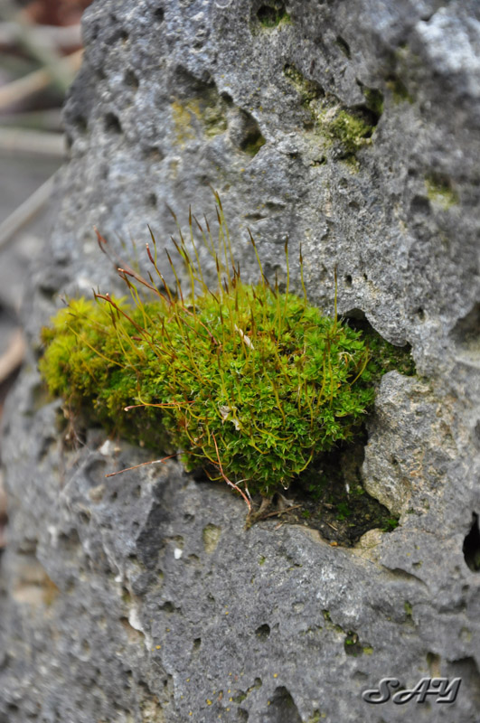 Name:  Moss 3.jpg
Views: 342
Size:  184.2 KB
