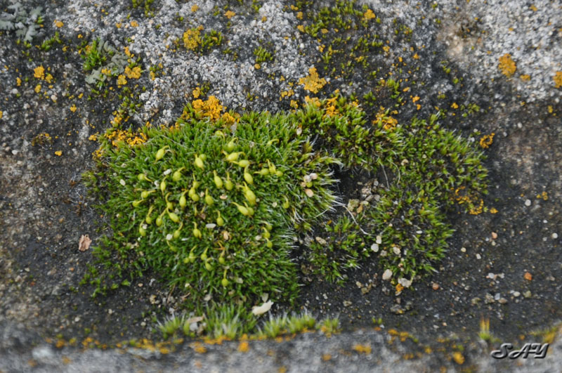 Name:  Moss 2.jpg
Views: 333
Size:  196.7 KB