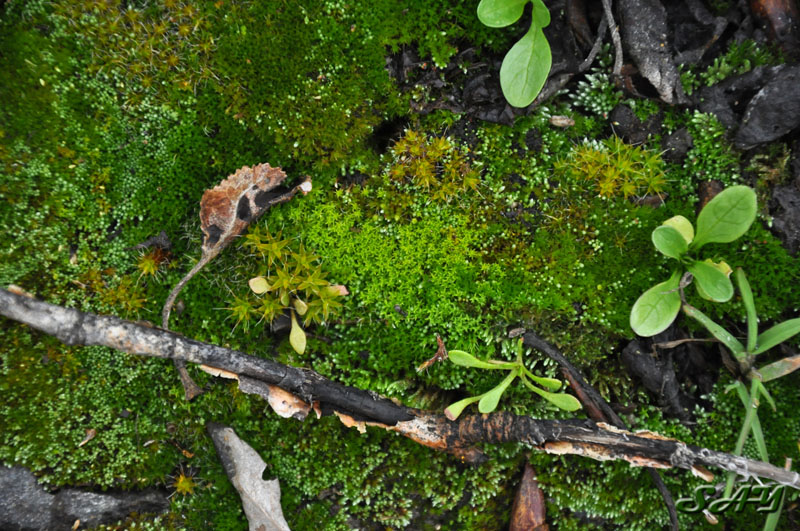 Name:  Moss 8.jpg
Views: 326
Size:  209.5 KB