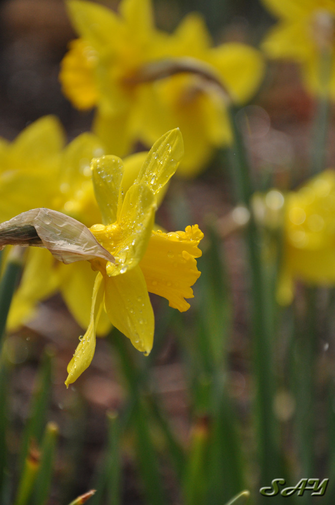 Name:  Flower 4.jpg
Views: 343
Size:  176.6 KB