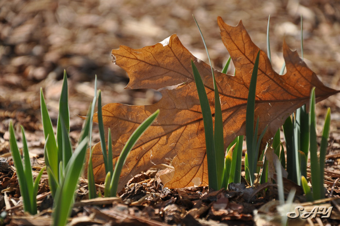 Name:  Leaves 5.jpg
Views: 317
Size:  172.0 KB