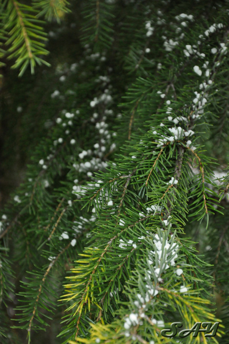 Name:  Sleet 19.jpg
Views: 371
Size:  183.6 KB