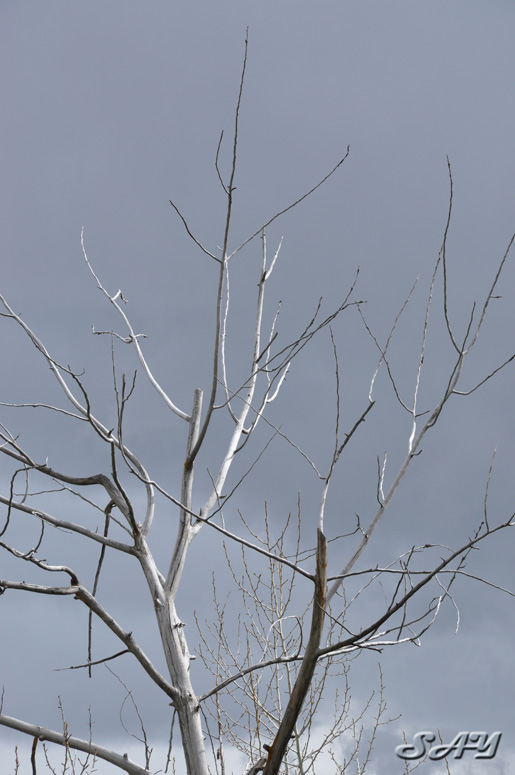 Name:  Tree 2.jpg
Views: 337
Size:  119.7 KB