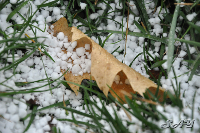 Name:  Leaf 2.jpg
Views: 334
Size:  173.5 KB