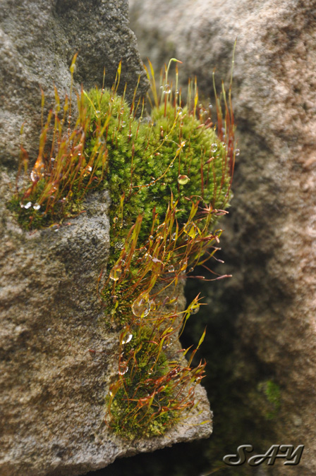 Name:  Moss 11.jpg
Views: 306
Size:  199.1 KB