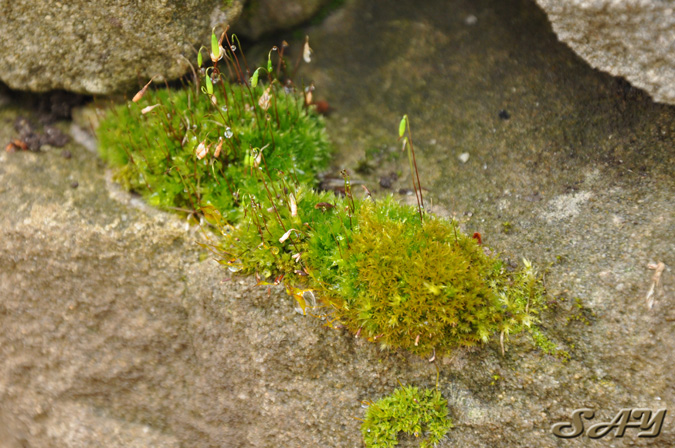 Name:  Moss 16.jpg
Views: 164
Size:  194.9 KB