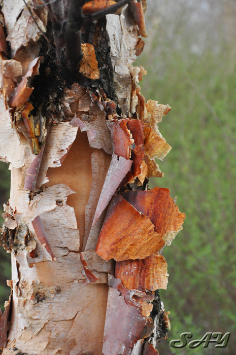 Name:  Bark 6.jpg
Views: 364
Size:  180.6 KB