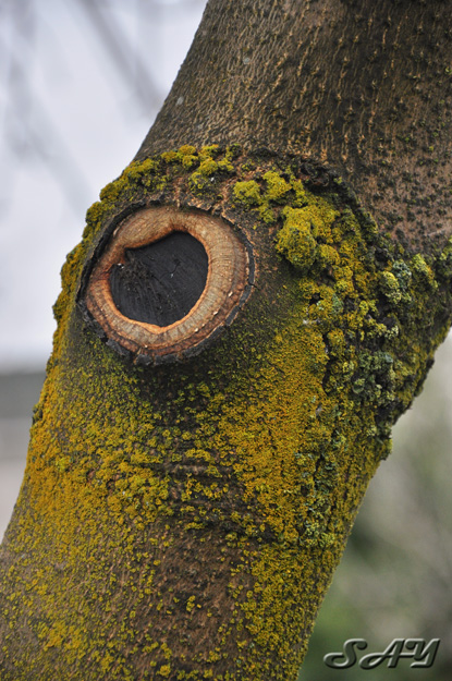 Name:  Moss 10.jpg
Views: 344
Size:  195.3 KB