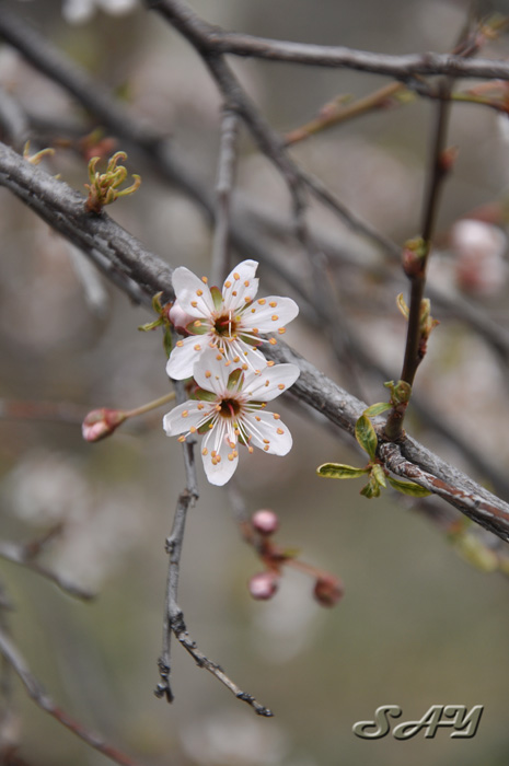 Name:  Flowers 2.jpg
Views: 432
Size:  97.3 KB